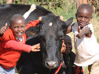 Little Fingy's Moo Moo (Cow) Farm for Dairy Milk