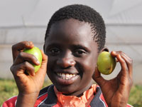 Little Fingy's Greenhouse Tomatoes
